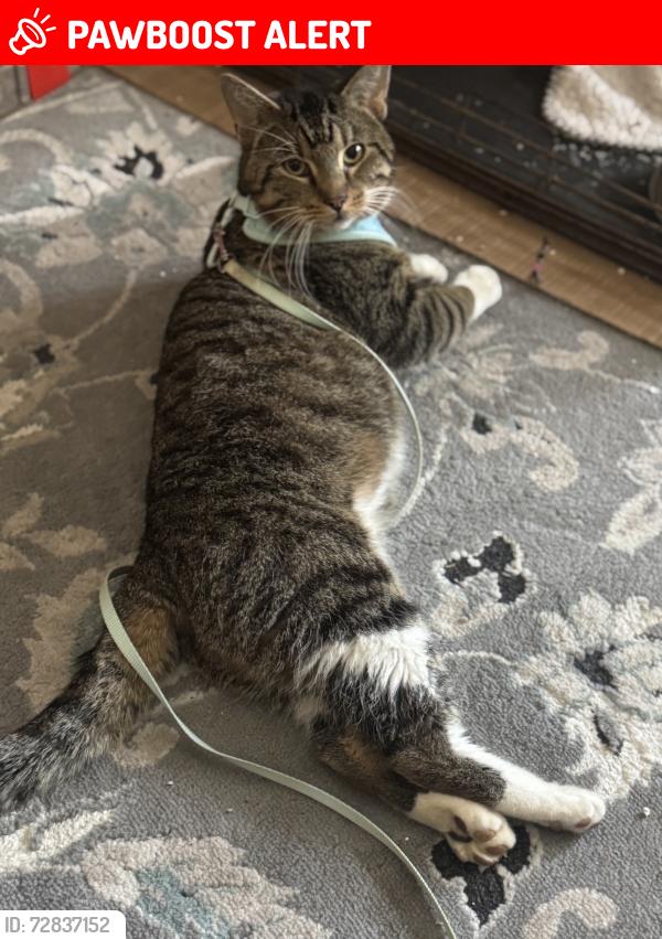 Lost Male Cat last seen Tomoka farms Road and Taylor Rd Port Orange , Samsula-Spruce Creek, FL 32128