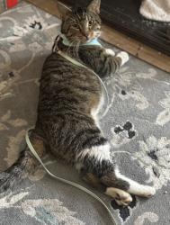 Lost Male Cat last seen Tomoka farms Road and Taylor Rd Port Orange , Samsula-Spruce Creek, FL 32128