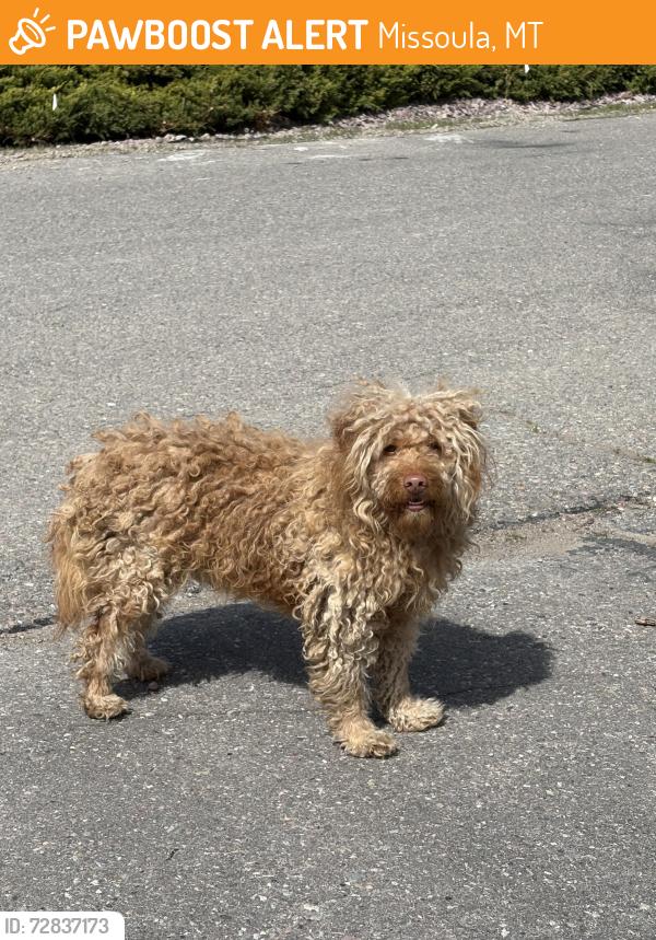 Found/Stray Unknown Dog last seen Cote Lane, Missoula, MT 59808