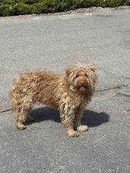 Found/Stray Unknown Dog last seen Cote Lane, Missoula, MT 59808