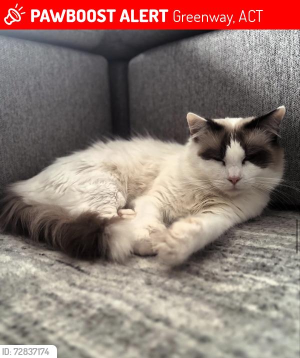 Lost Male Cat last seen Anketell st, greenway, Greenway, ACT 2900