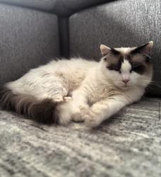 Lost Male Cat last seen Anketell st, greenway, Greenway, ACT 2900