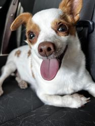 Lost Male Dog last seen Sky Park St and La Paz Ln, Austin, TX 78617