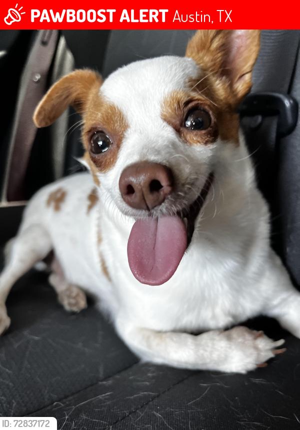 Lost Male Dog last seen Sky Park St and La Paz Ln, Austin, TX 78617