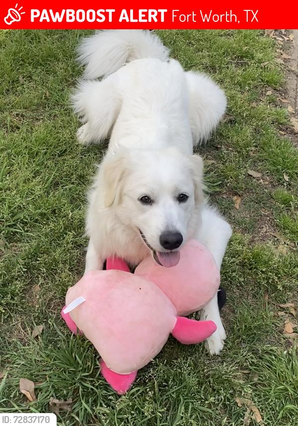 Lost Female Dog last seen Randol Mill and Cooks Lane , Fort Worth, TX 76120