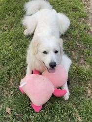 Lost Female Dog last seen Randol Mill and Cooks Lane , Fort Worth, TX 76120