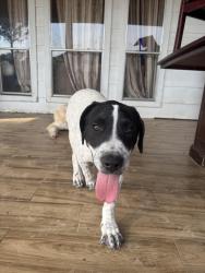 Lost Male Dog last seen Dinner creek Dr and autumn thistle , Katy, TX 77449