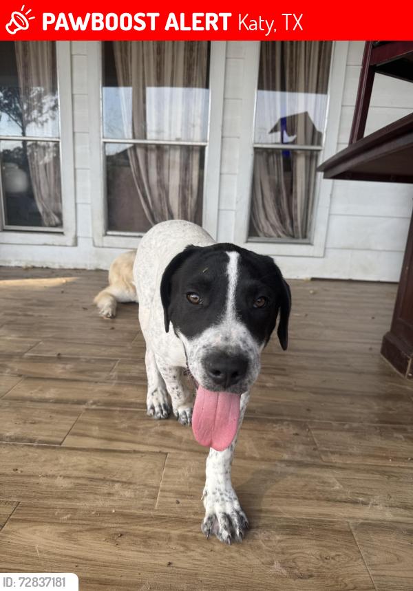 Lost Male Dog last seen Dinner creek Dr and autumn thistle , Katy, TX 77449