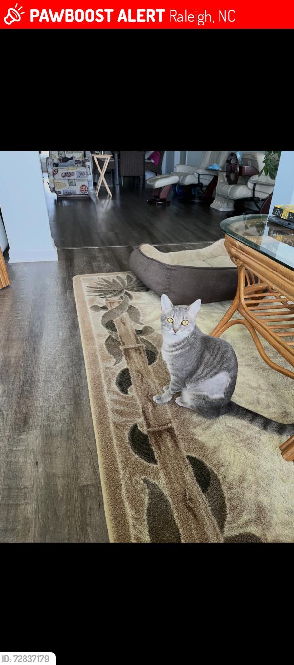 Lost Female Cat last seen Dixon Drive and North Hills Drive, Raleigh, NC 27609