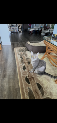 Lost Female Cat last seen Dixon Drive and North Hills Drive, Raleigh, NC 27609