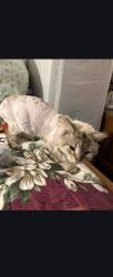 Lost Male Cat last seen South, Chicago, IL 60608