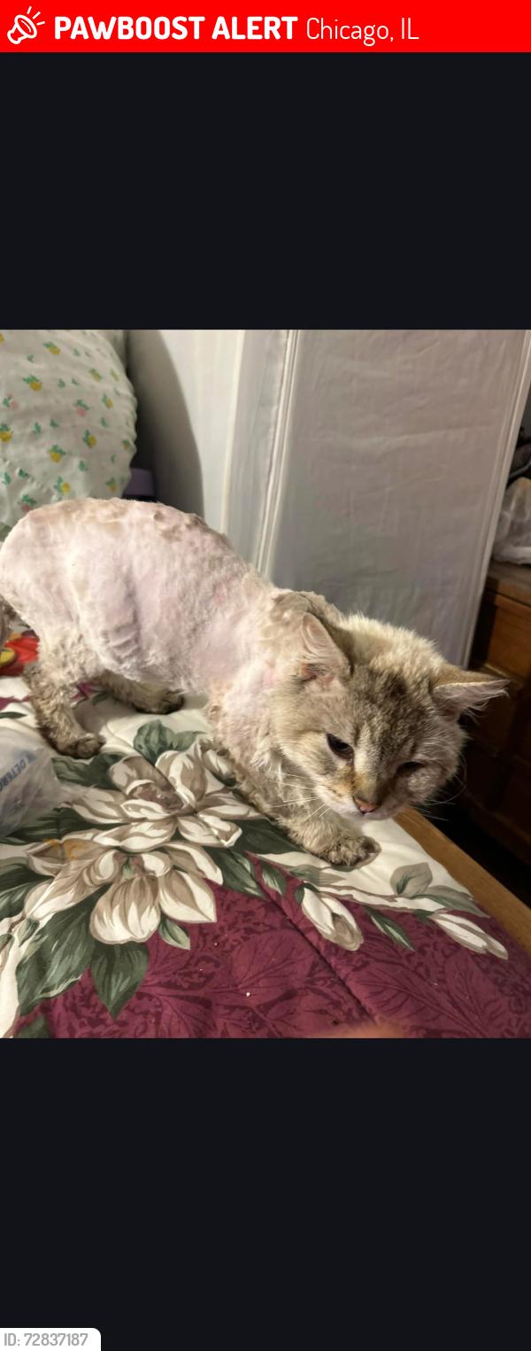 Lost Male Cat last seen South, Chicago, IL 60608