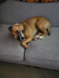 Lost Male Dog last seen Near terrace avenue Murphy nc , Murphy, NC 28906