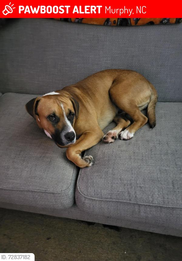 Lost Male Dog last seen Near terrace avenue Murphy nc, Murphy, NC 28906