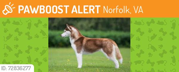 Found/Stray Female Dog last seen Ballentine and Princess Anne, Norfolk, VA 23504