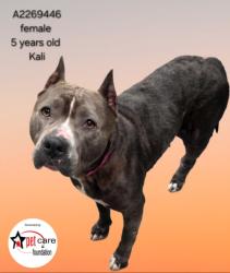 Shelter Stray Female Dog last seen , Los Angeles, CA 90031