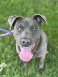Shelter Stray Female Dog last seen , Chatsworth, CA 91311
