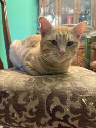 Lost Male Cat last seen Spring front, San Antonio, TX 78249