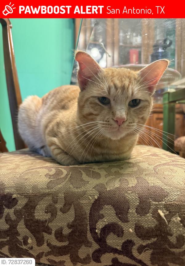 Lost Male Cat last seen Spring front, San Antonio, TX 78249