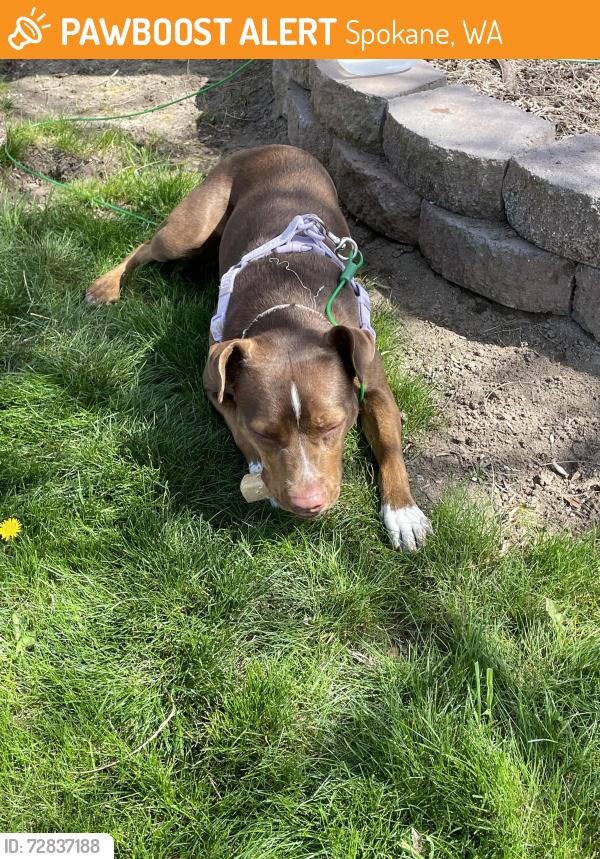 Found/Stray Female Dog last seen Wabash and Maple, Spokane, WA 99205