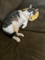 Lost Female Cat last seen Browning Blvd , Fort Worth, TX 76148