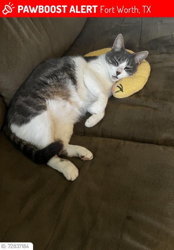 Lost Female Cat last seen Browning Blvd , Fort Worth, TX 76148