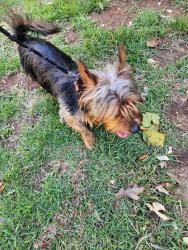 Found/Stray Male Dog last seen Kensington Rd in Decatur , DeKalb County, GA 30032