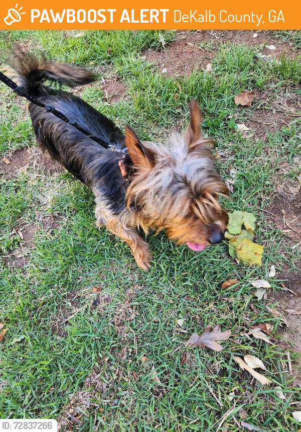Found/Stray Male Dog last seen Kensington Rd in Decatur , DeKalb County, GA 30032