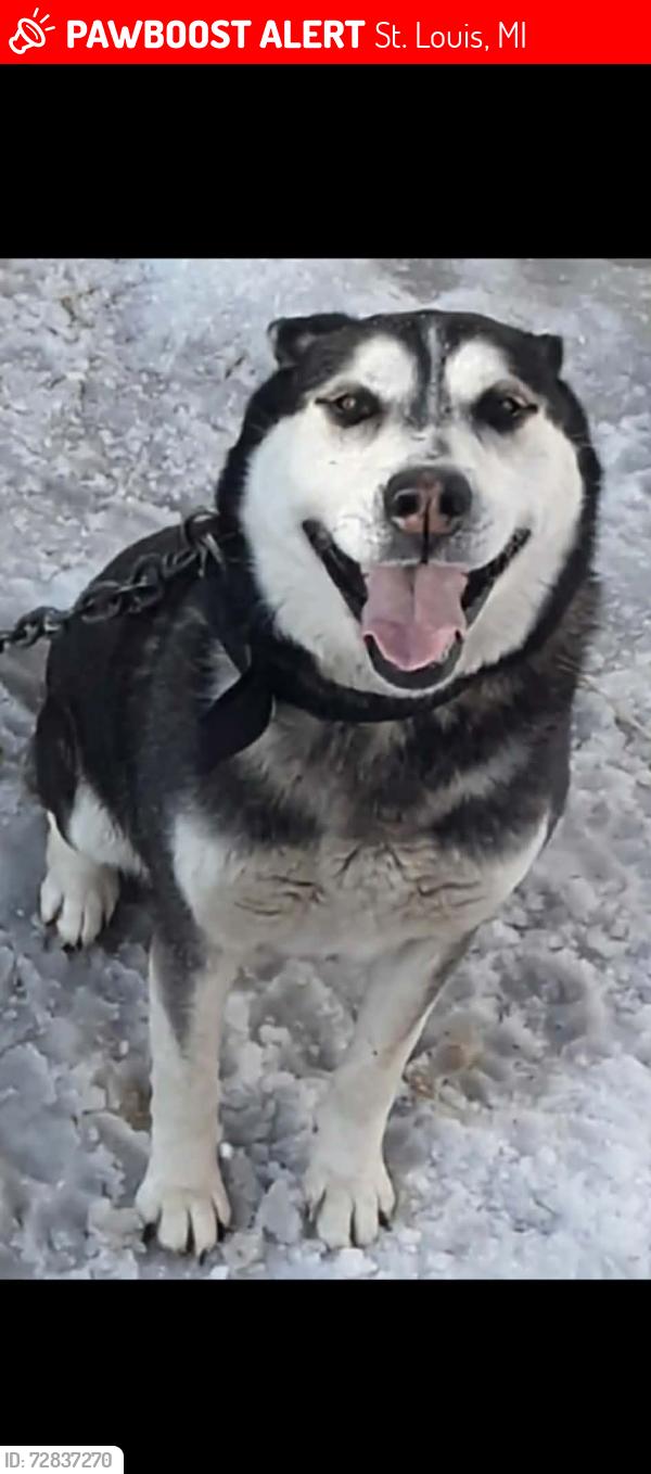 Lost Male Dog last seen Superior and Republic , St. Louis, MI 48880