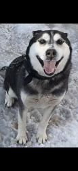 Lost Male Dog last seen Superior and Republic , St. Louis, MI 48880