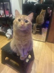Lost Female Cat last seen Near s keeley st, Chicago, IL 60608