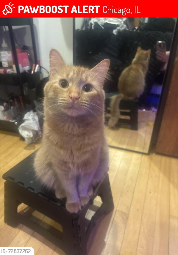 Lost Female Cat last seen Near s keeley st, Chicago, IL 60608