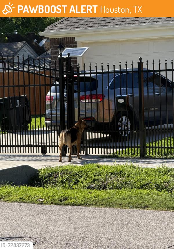 Found/Stray Unknown Dog last seen Chapman street, Houston, TX 77009