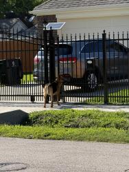 Found/Stray Unknown Dog last seen Chapman street, Houston, TX 77009