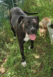 Found/Stray Female Dog last seen Hancock, El Dorado County, CA 95633