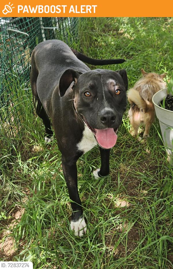 Found/Stray Female Dog last seen Hancock, El Dorado County, CA 95633