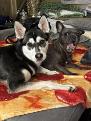 Lost Female Dog last seen Singing wood and Hampton, Arcadia, CA 91006