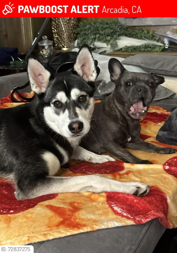 Lost Female Dog last seen Singing wood and Hampton, Arcadia, CA 91006