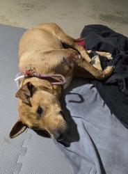 Found/Stray Male Dog last seen Crown Point Woods Subdivison, Ocoee, FL 34761