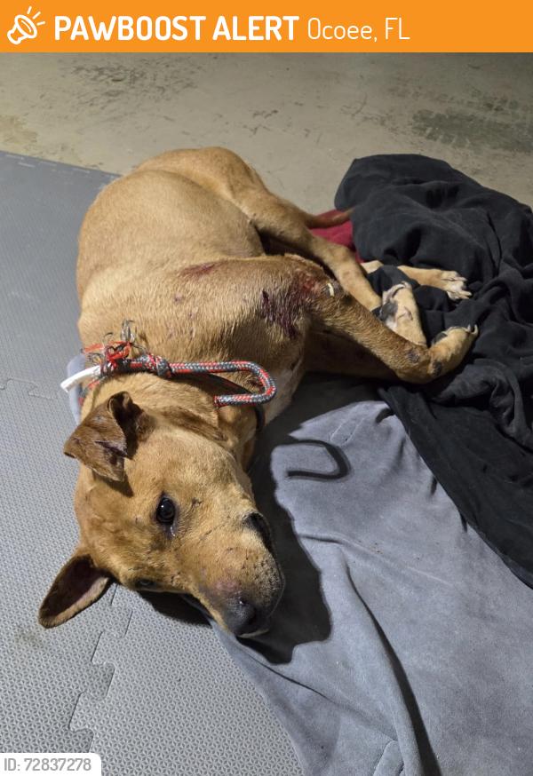 Found/Stray Male Dog last seen Crown Point Woods Subdivison, Ocoee, FL 34761