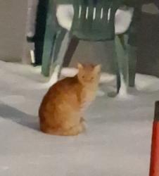 Lost Male Cat last seen 𝖢𝗅𝖾𝖺𝗋𝗏𝗂𝖾𝗐 𝖠𝗏𝖾, Bowling Green, KY 42101