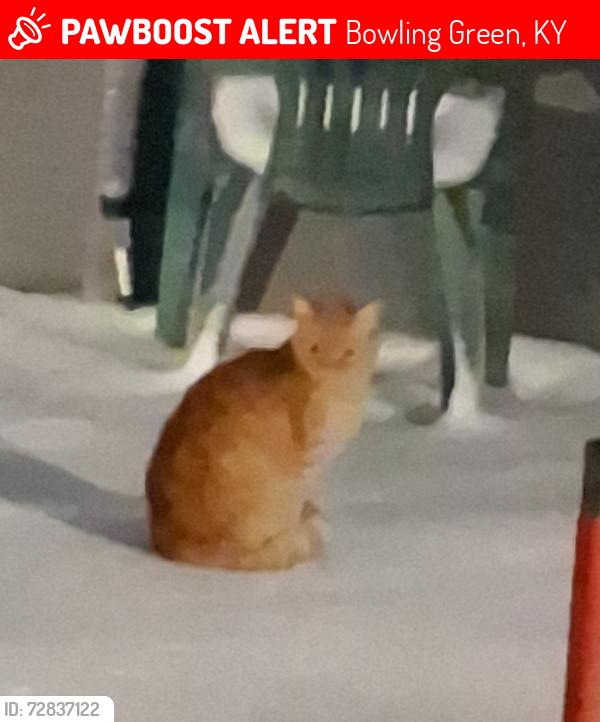 Lost Male Cat last seen 𝖢𝗅𝖾𝖺𝗋𝗏𝗂𝖾𝗐 𝖠𝗏𝖾, Bowling Green, KY 42101
