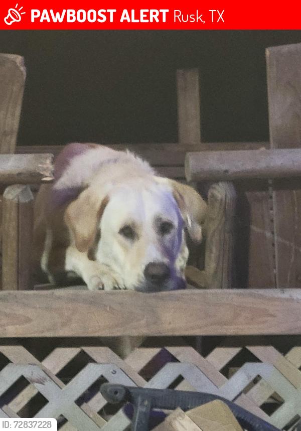 Lost Male Dog last seen FM 1248 S, Rusk, TX 75785