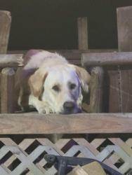 Lost Male Dog last seen FM 1248 S, Rusk, TX 75785