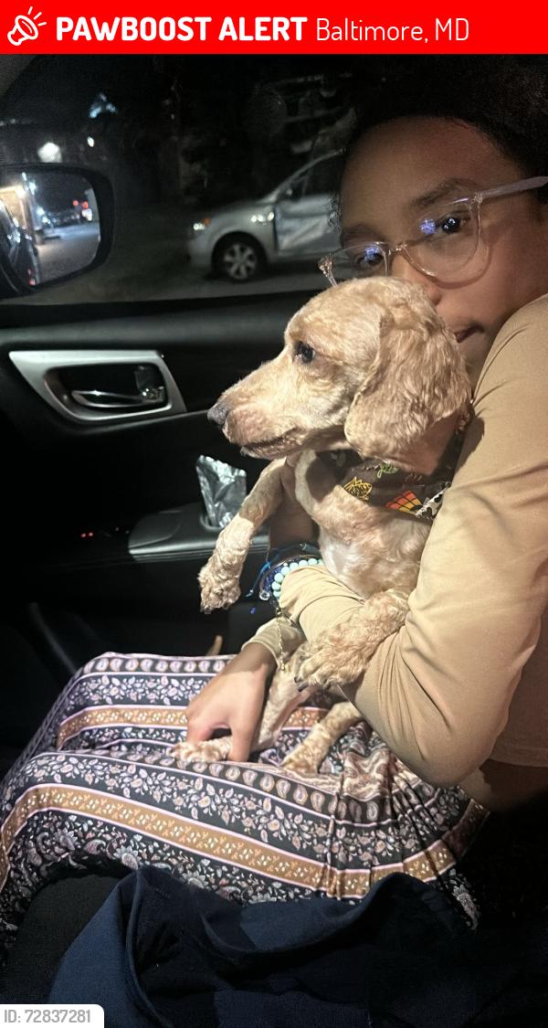 Lost Male Dog last seen Eastwood en Baltimore  maryland 7312 Bridgewood Drive , Baltimore, MD 21224