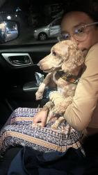 Lost Male Dog last seen Eastwood en Baltimore  maryland 7312 Bridgewood Drive , Baltimore, MD 21224