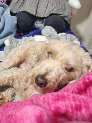 Lost Male Dog last seen Near bridgewood dr Baltimore md, Baltimore, MD 21224