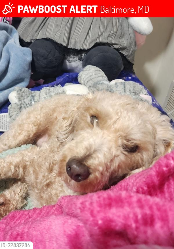 Lost Male Dog last seen Near bridgewood dr Baltimore md, Baltimore, MD 21224