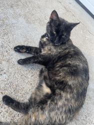 Found/Stray Unknown Cat last seen Forest Highlands, Chattanooga, TN 37415
