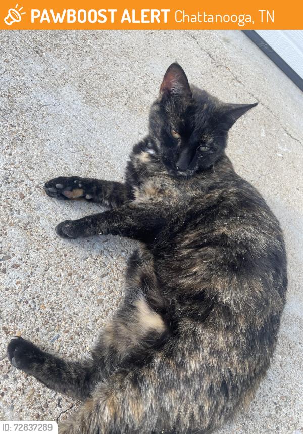 Found/Stray Unknown Cat last seen Forest Highlands, Chattanooga, TN 37415
